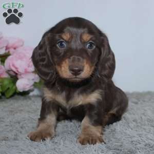 Rayna, Dachshund Puppy